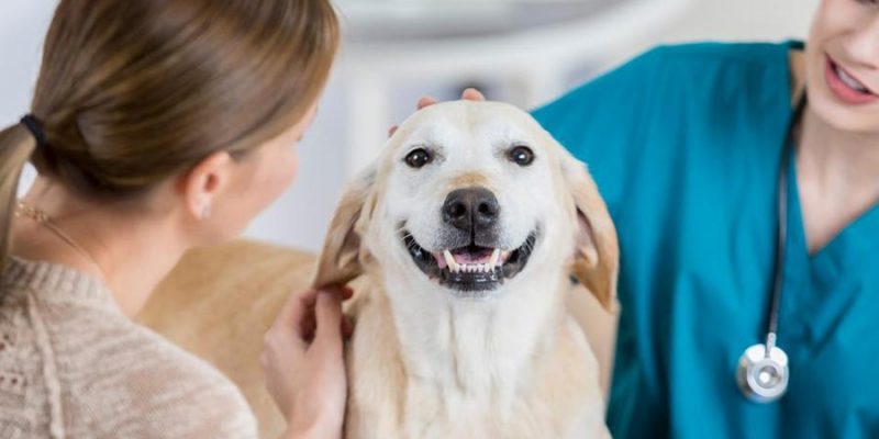 Dog Insurance