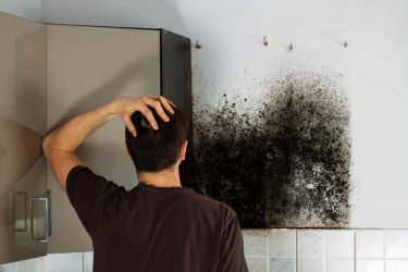 Phoenix Mold Damage Repair