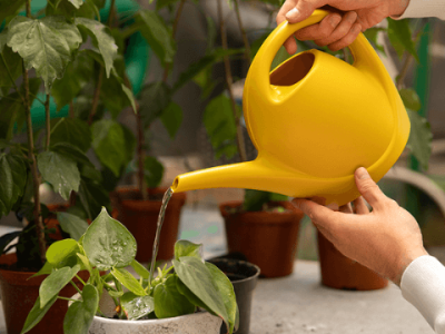 Indoor Watering Can