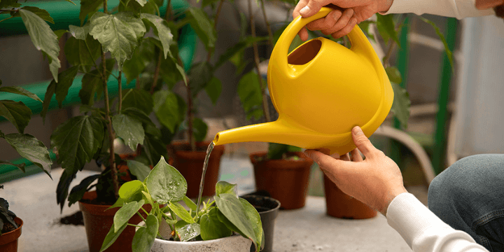 Indoor Watering Can